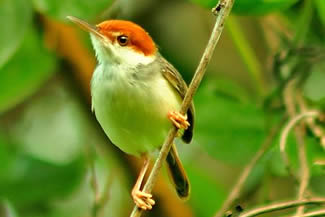 Filipijnse snijdervogel - Orthotomus castaneiceps